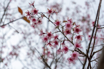 Wild Himalayan Cherry flower with blurred background.