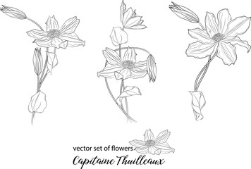vector set of flowers and clematis buds. Capitaine Thuilleaux