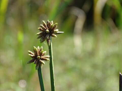 Closeup of a Scirpus Lacustris plant outdoors with blurred background