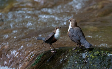 merlo acquaiolo (Cinclus cinclus) dipper