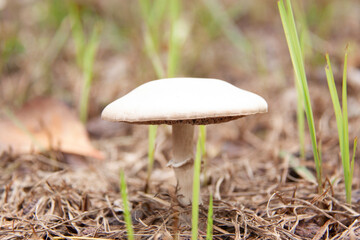 Secretos del Bosque