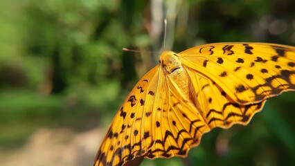 Closeup shot of a mother-of-pearl butterfly with a blurry background during daytime