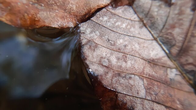 Macro leaf texture on water