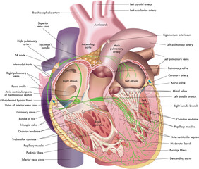 Medical illustration of internal anatomy of the heart, with annotations.