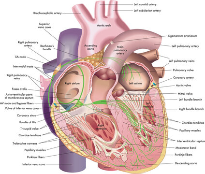 Medical illustration of internal anatomy of the heart, with annotations.
