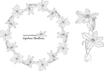 vector set of flowers and clematis buds. Capitaine Thuilleaux