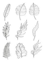 Vector set of tropical planet. Set of black and white hand drawn exotic leaves, line art flora elements