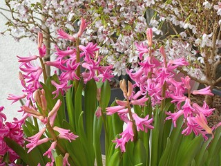 Pink hyacinth flowers and spring blossom.