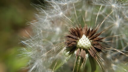 Closeup Shot of  dandelion on natural background, artistic nature closeup. Spring summer background