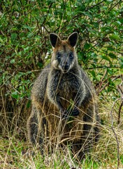 Vertical shot of a wallaby looking to the camera in a forest