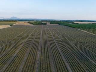 Fototapeta premium Lavender Field - Brunet, France