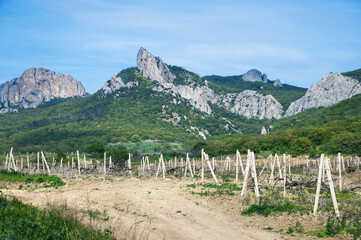 Spring mountain landscape with vineyard