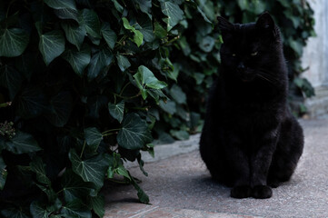 Beautiful black cat sitting in the yard