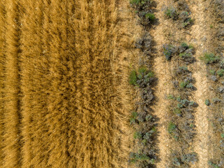 Lavender Field - Valensole, France