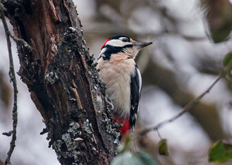 A large spotted woodpecker sits on a tree branch