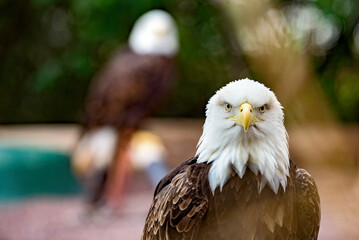 A majestic american eagle perches on a branch of a tree,The eagle faces the camera, its eyes staring into the lens.