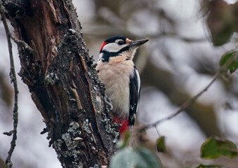 A large spotted woodpecker sits on a tree branch