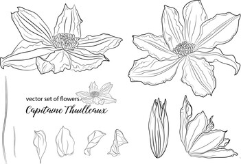 vector set of flowers and clematis buds. Capitaine Thuilleaux - obrazy, fototapety, plakaty