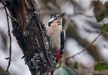A large spotted woodpecker sits on a tree branch