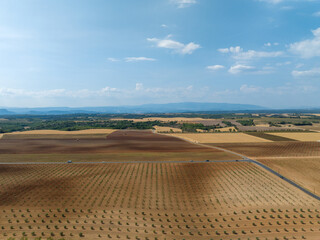 Lavender Field - Valensole, France