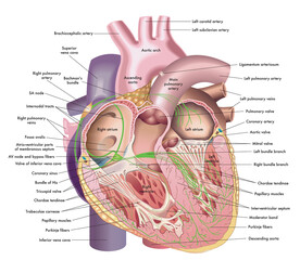 Medical illustration of internal anatomy of the heart, with annotations.