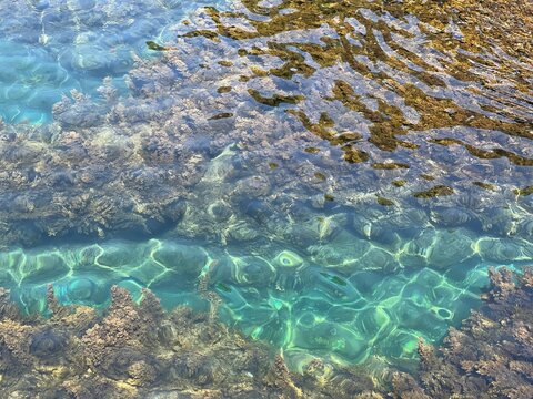 Clear sea water with seaweed