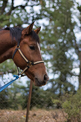 Obraz premium Brown Horse with Bridle Standing by Fence