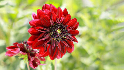 Fresh red Dahlia flower head on light green defocused background. Red Dahlia petals closeup. Red Dahlia Black Jack blooming. Big autumn flowers.  Floral background. Valentines day. Mothers day 