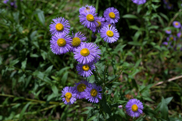 purple Erigeron speciosus or Stenactis speciosa in a sunny garden.