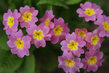 Beautiful of spring purple pink primroses flowers with green leaves in the garden on blurred natural background. Nature concept. Blooming primula polyanthus or Perennial primrose flowers in a garden
