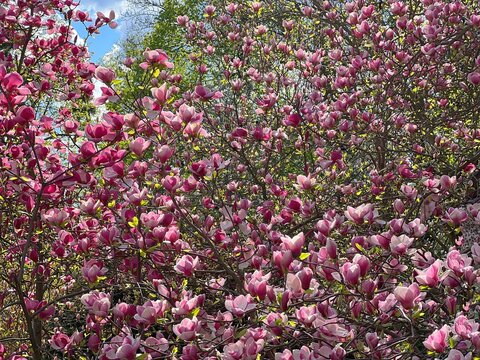 Pink magnolia tree in full bloom.