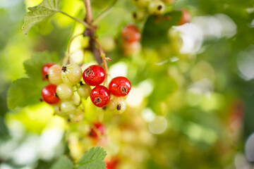 Red currant detail on blurred background