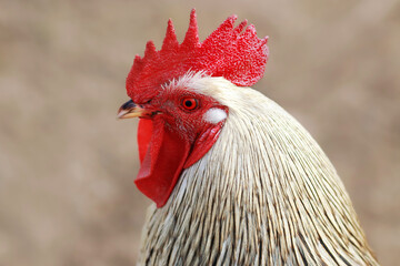 Beautiful Rooster standing on  blurred brown background. Portrait of a beautiful colorful rooster with a bright red comb.  Copy space for text. White rooster on the farm.