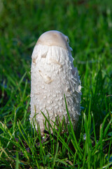 Young Shaggy Inkcap