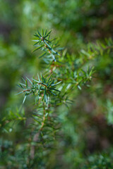 juniper branches with needles in the forest, natural environment, sunny day