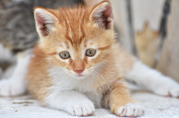 Portrait of  a young beautiful street cat, closeup