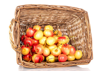 Ripe sweet yellow cherry berries in a basket, macro, isolated on white background.
