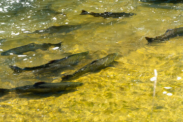 Chinook salmon migrating up the Ganaraska water river upstream for spawning place. Plenty of salmon fish spawn. Corbett's Dam, Port Hope, Ontario, Canada.