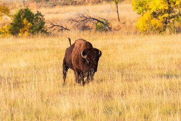 Bull Buffalo (Bison) Approaching Head-on in Custer State Park, South Dakota, USA