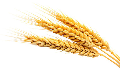 Ears of golden wheat, cut out