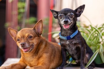 Closeup of two black and brown Chihuahua dogs.