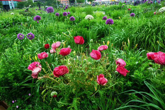 Fantastic magenta poppies and opion purple flower behing in Amsterdam