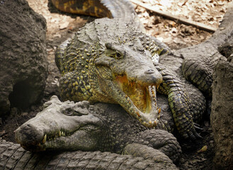 bask of sick Crocodiles