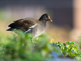 Moorhen