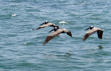 Fototapeta na wymiar three flying pelicans