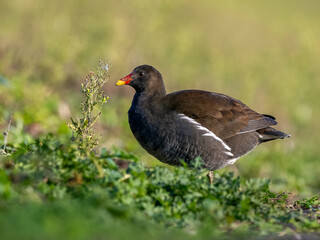 Moorhen