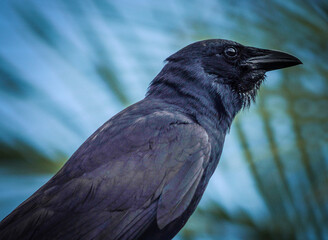 close up of a black raven