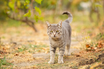 Naklejka na ściany i meble tabby grey cat walking on nature in vineyard, pet in autumn season, rural scene