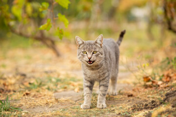 Naklejka na ściany i meble tabby grey cat walking on nature in vineyard, pet in autumn garden, rural scene