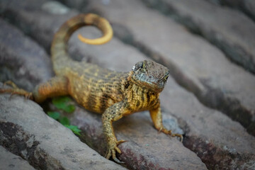 close up of a Gecko 